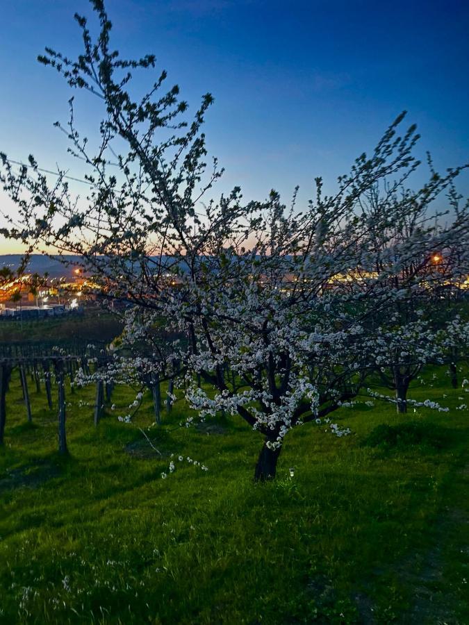 Il Glicine Campagnolo Bed & Breakfast